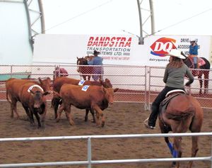 139 July31 Cattle Sorting, Terrace Riverboat Days festival, Terrace, BC