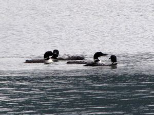 130 July25 Loons on Kinaskan Lake, off of Casair Highway, BC