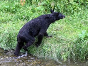 131 July27 Black bear at Fish Creek, near Hyder, Alaska