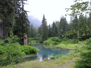 132 July27 Tributary of Fish Creek, near Hyder, Alaska