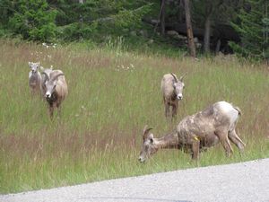 143 Aug5 small herd of mountain sheep near Jasper, Alberta, Canada