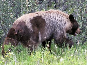 144 Aug5 Hungry grizzly near Jasper, Alberta