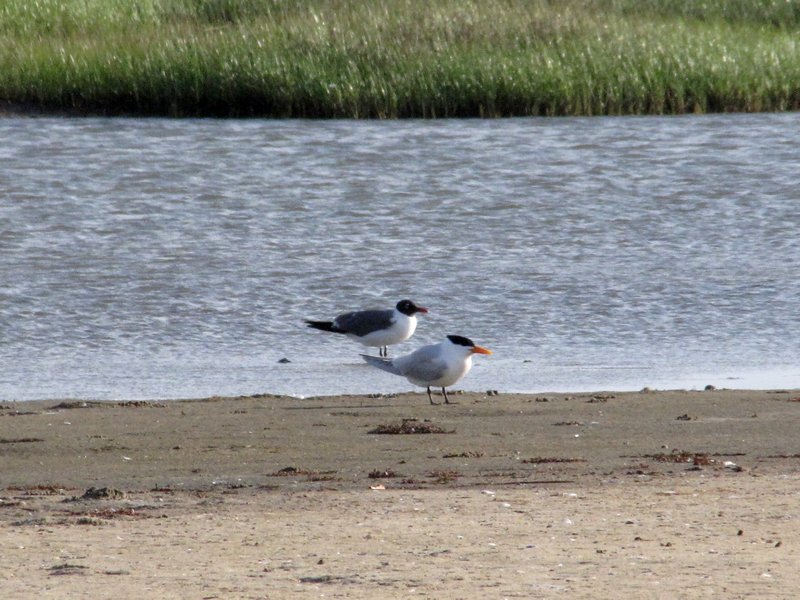 412-16 Laughing gull and royal tern