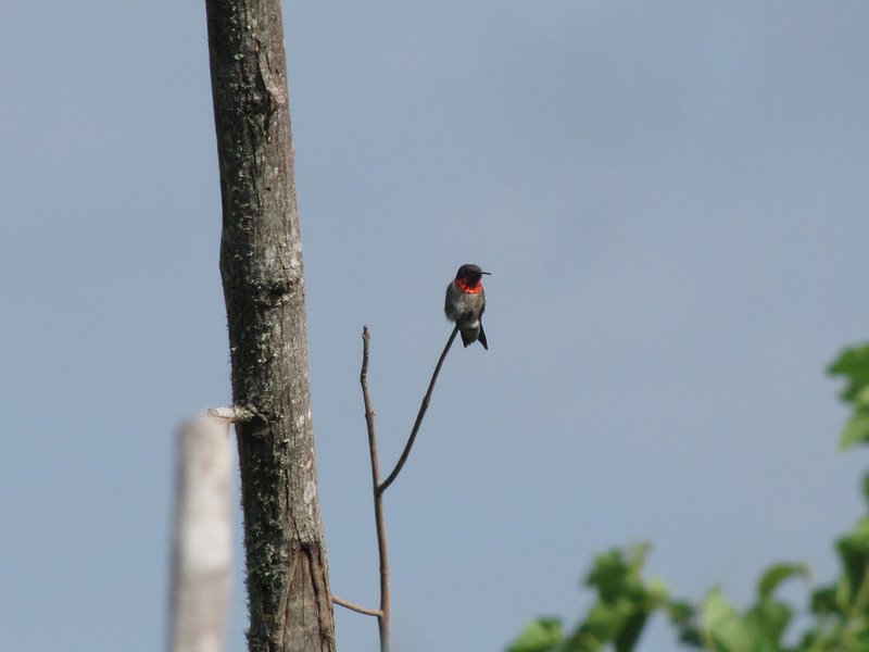 412-19 Ruby-throated hummingbird at Jim's