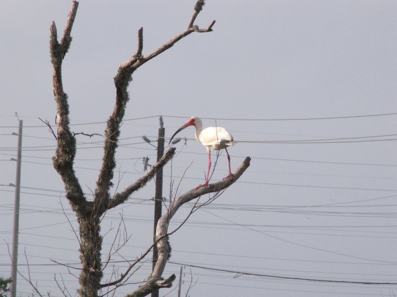 412-28 White ibis