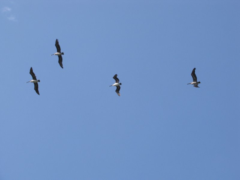 412-29 Brown pelicans