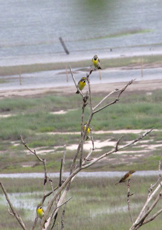 412-30 Dickcissels at Jim's house