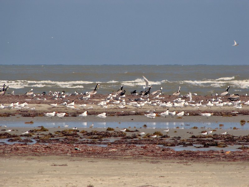 412-23 Your chance to identify the shore birds