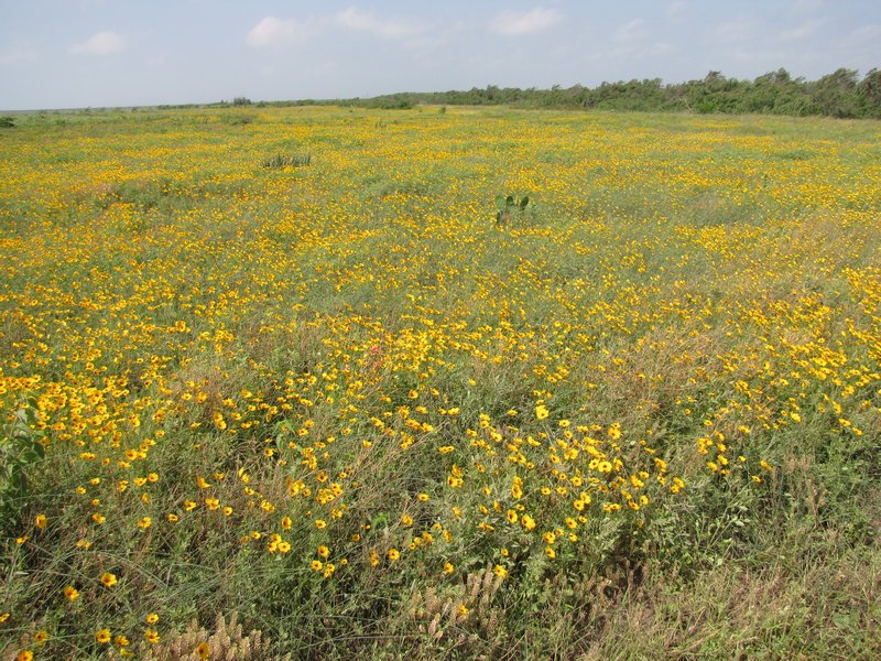 412-26 Field of texas wildflowers