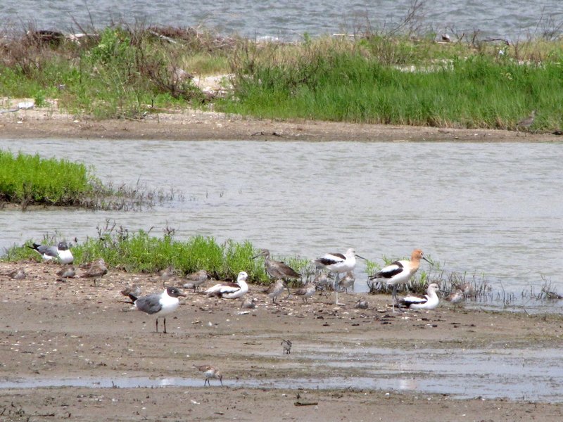 412-9 Shore birds on field trip