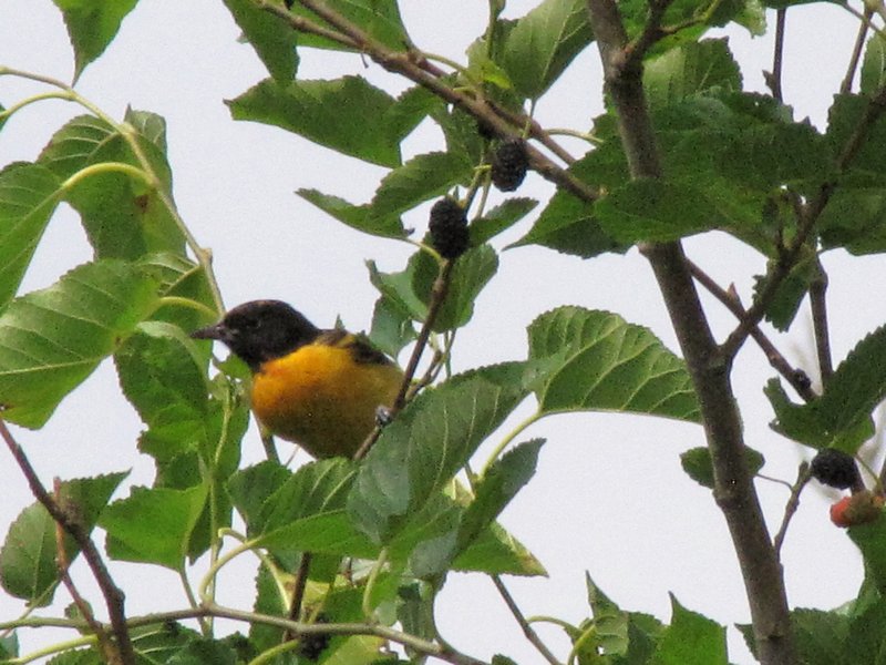 412-34 Orchard oriole