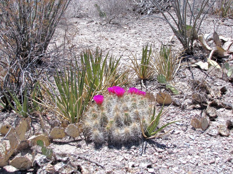 412-52D Desert cactus bloom