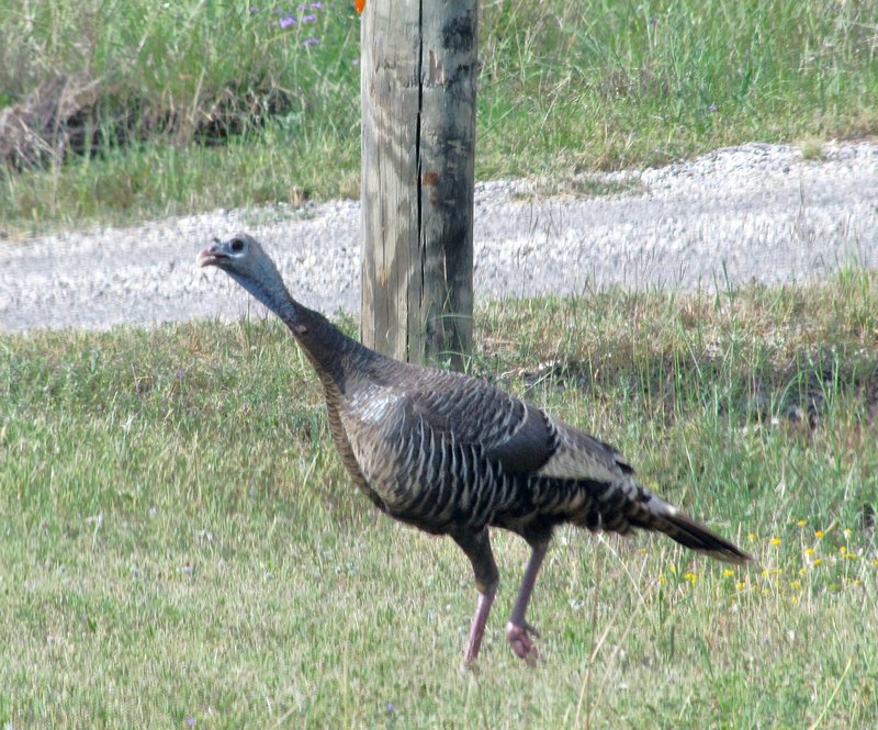 412-38 Turkey at Guadaloupe River SP