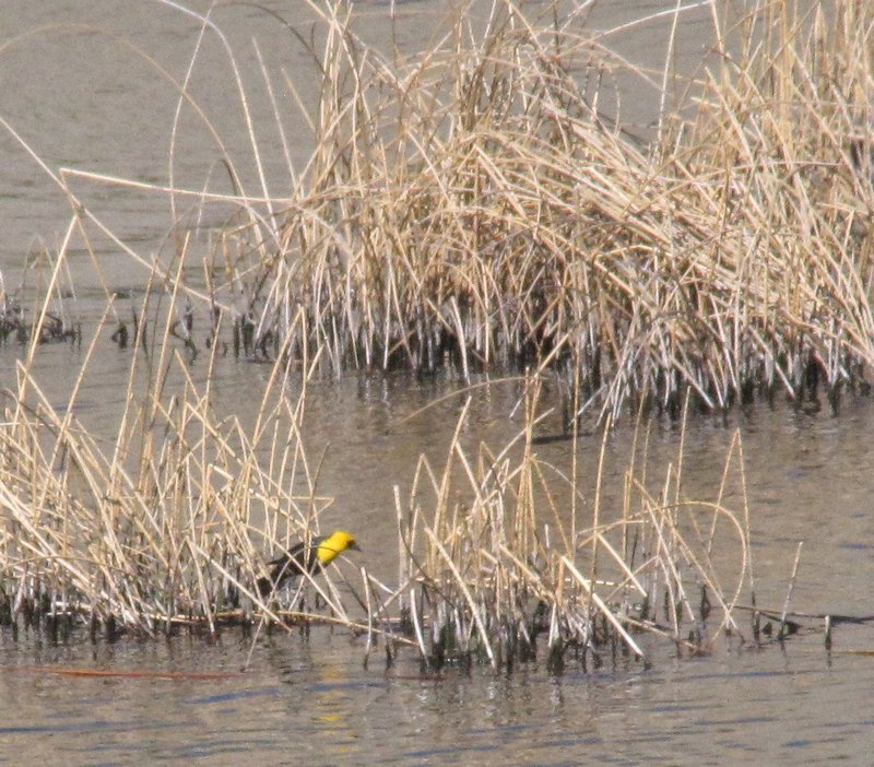 412-80 Yellow-headed blackbird at Nelson Reservoir