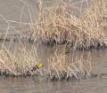 412-80 Yellow-headed blackbird at Nelson Reservoir