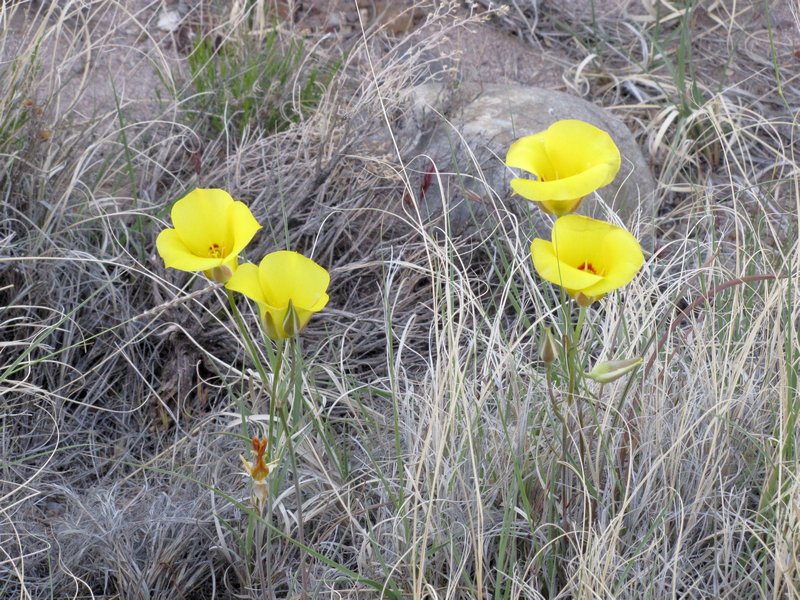 512-9 Possibly a yellow Mariposa lily