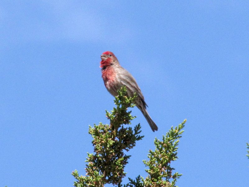 412-87 Cassin's finch at Fool Hollow Lake SP