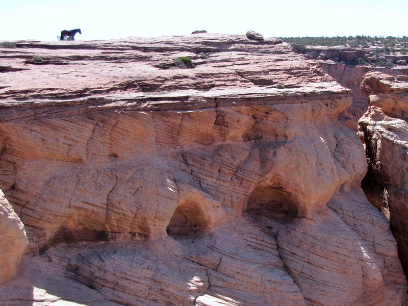 512-35 Wild Horse guarding canyon