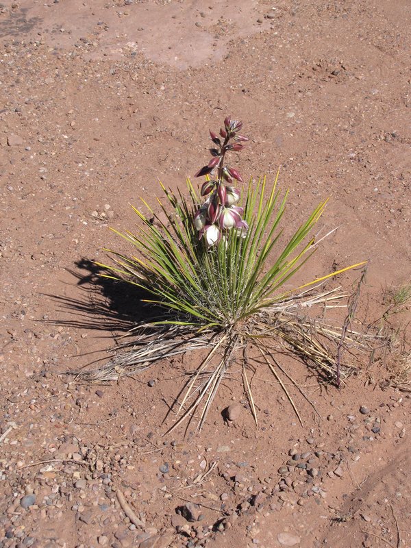 512-31 Yucca plant at overlook