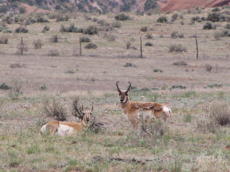 512-59 Antelope on BLM land
