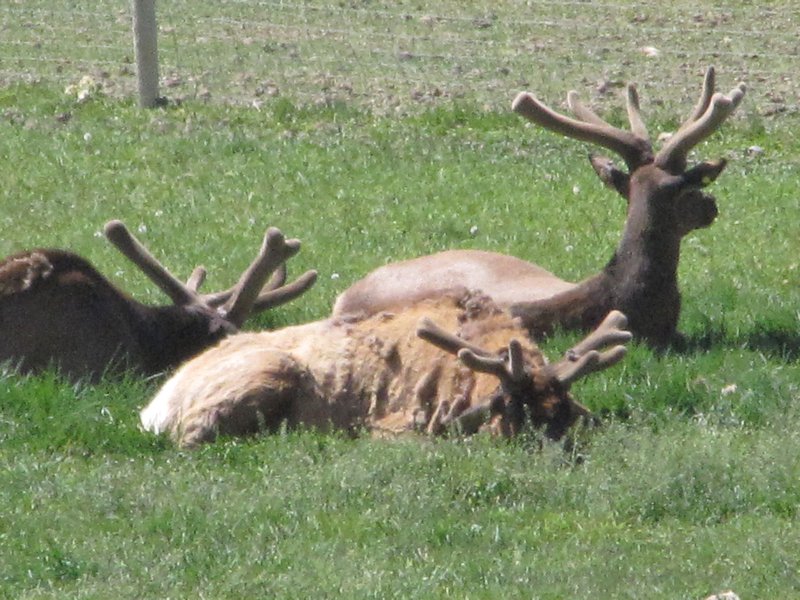 512-148 Elk being raised in Glendale, UT