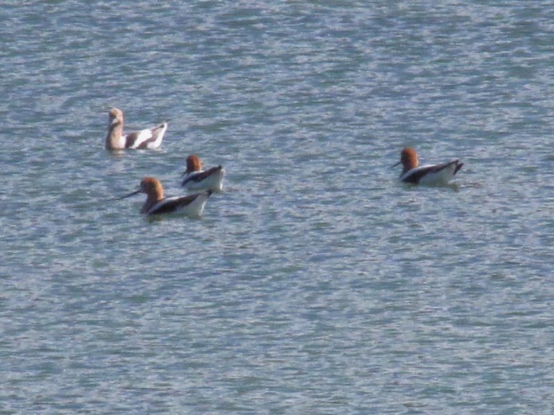 512-146 Avocets like we saw in Galveston and at Big Bend, now at Duck Creek, UT