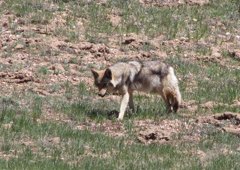 512-166 Coyote