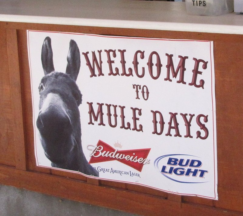 512-203 The mule rodeo