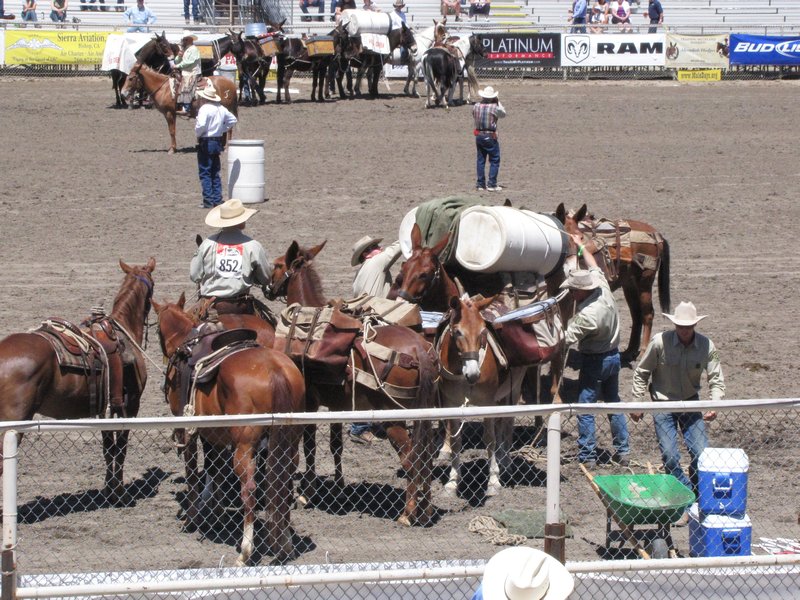 512-205 Team competition of mule packing