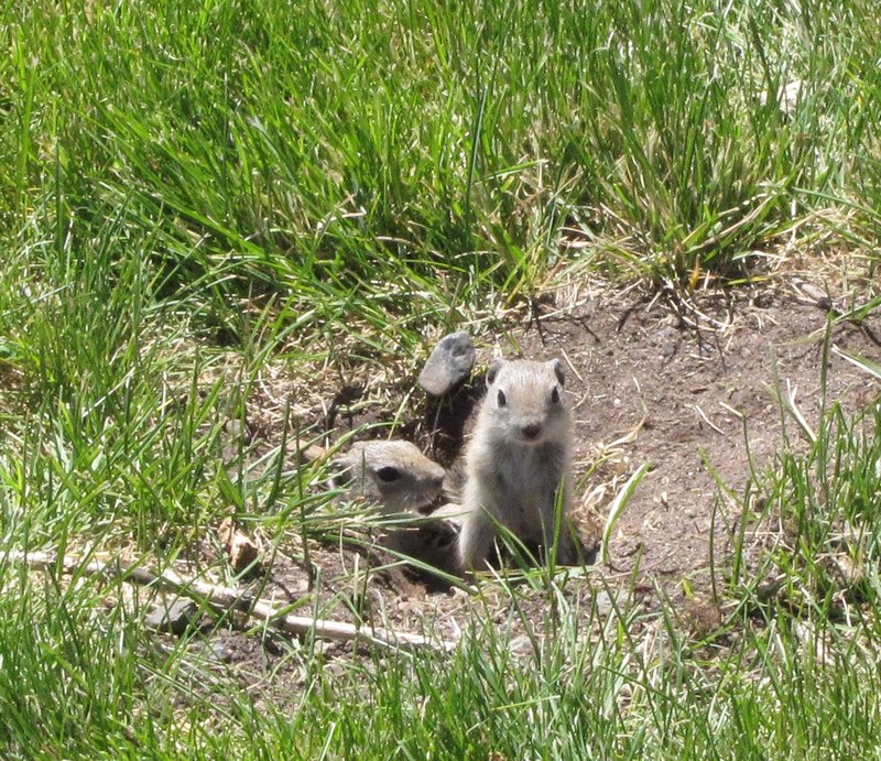 612-4 Baby ground squirrels at Mono Lake county park