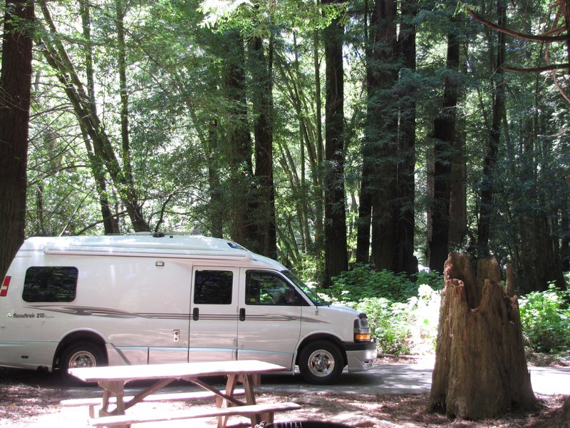 612-32 Rosie chilling in the Redwoods