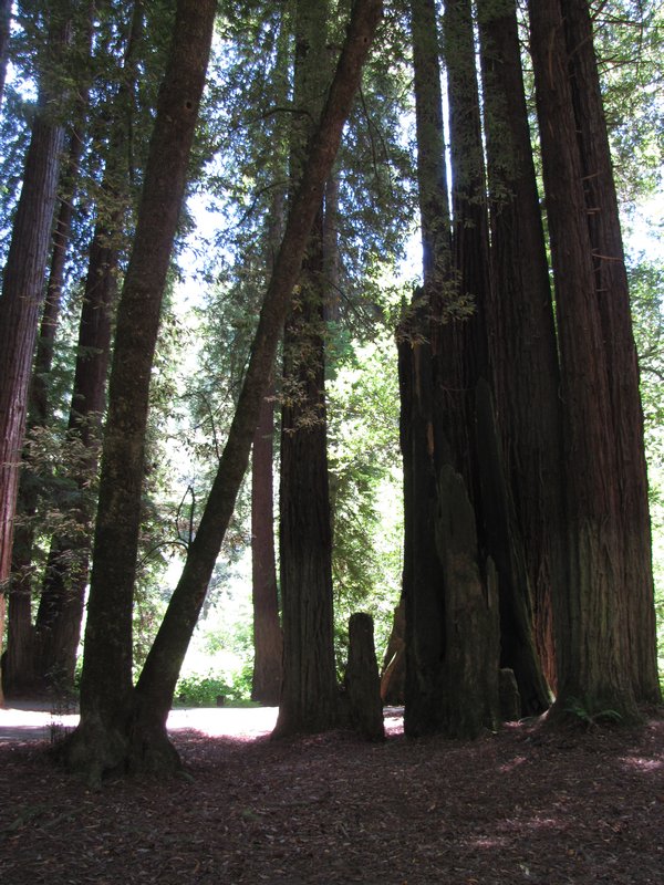 612-29 Redwoods (A)