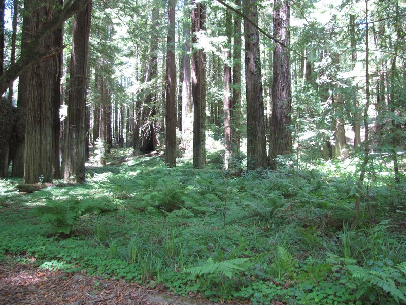 612-30 Redwoods (B)