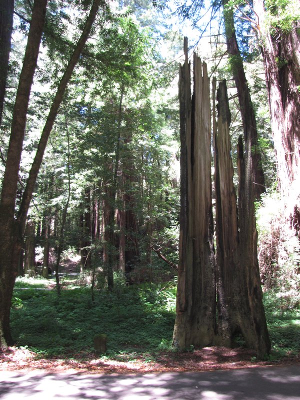 612-31 Redwoods (C)