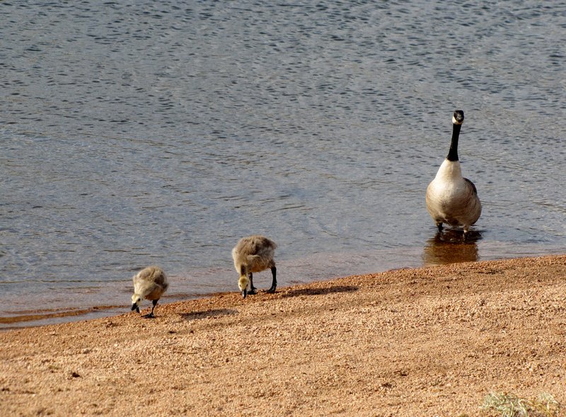 612-65 Canada goose and goslings at Curt Gowdy SP, Wyoming
