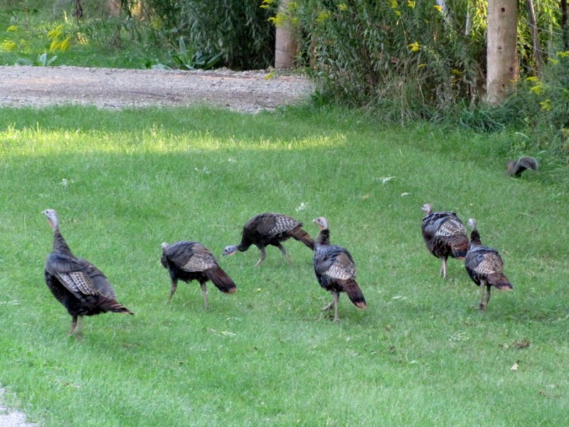 912-58 Small flock of turkeys at nearby conservation park