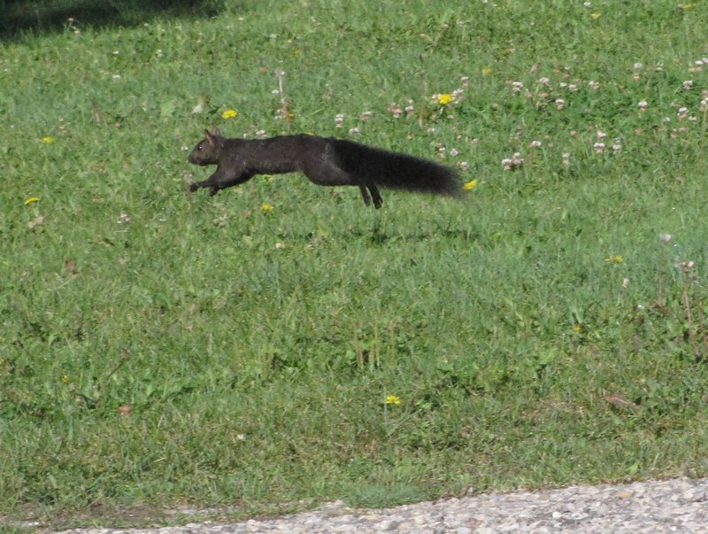 912-59 Black squirrel in midflight
