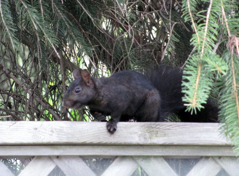 912-49 Black squirrel at Green Acres CG