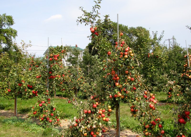 912-82 Heavy apple crop