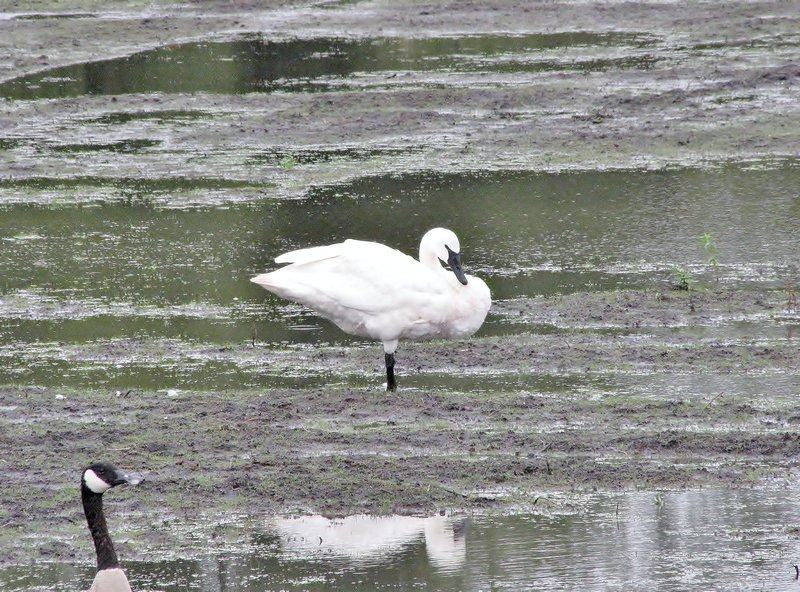 912-119 Whistling Swan