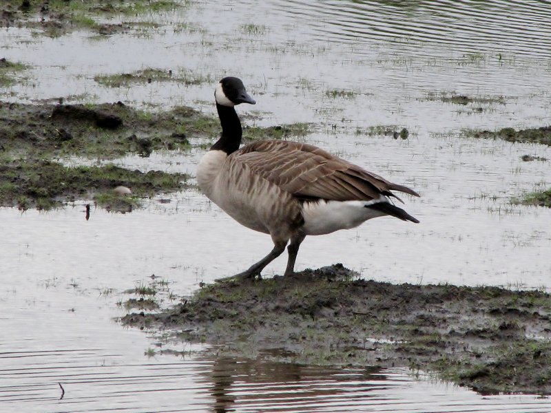 912-120 Canada goose