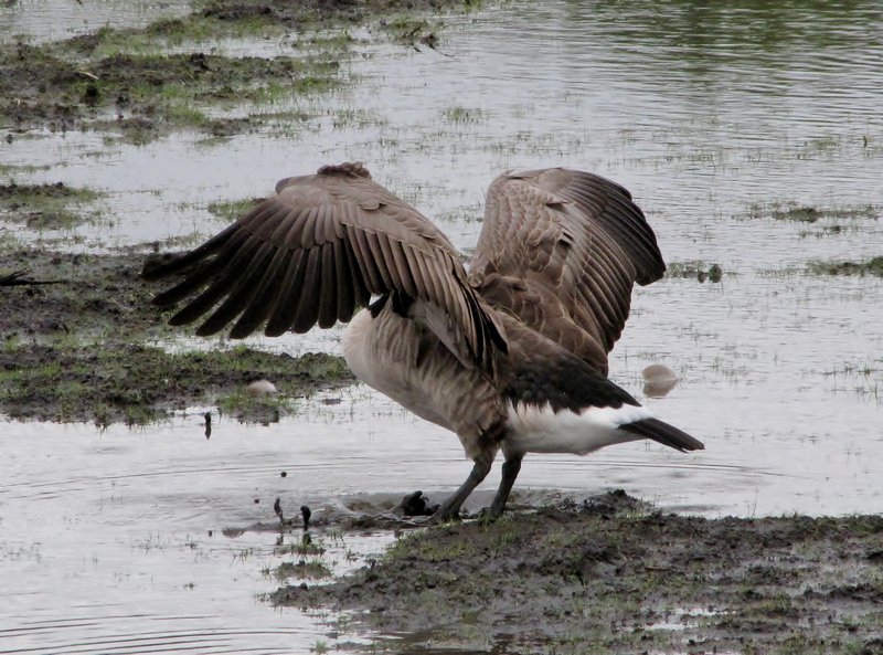 912-121 Canada goose fluffing its wings