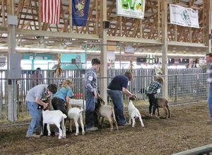 912-211 Judging 4-H goats
