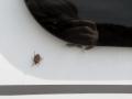 1012-4 SNP--Stink Bug invasion (Rosie's back window detail)