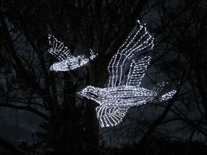 1212-30 Dove lights near Carol of the Trees