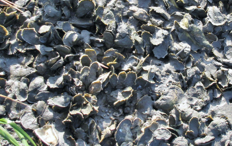 112-46 Clumped oyster shells