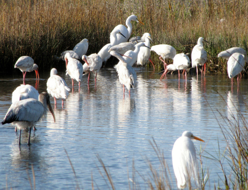 112-53 Snowy Egrets, Wood Stork and Ibises