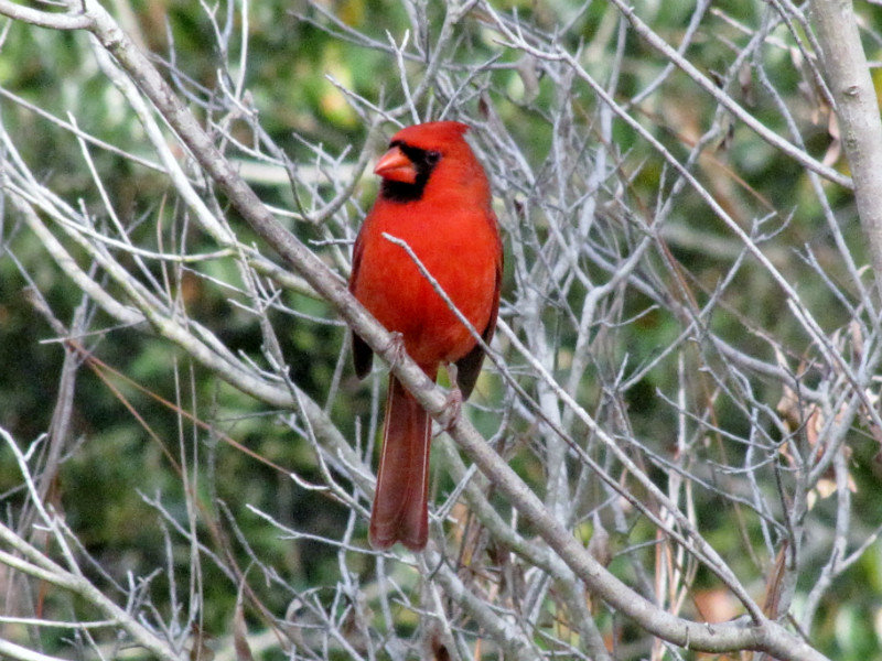 112-65 Cardinal at Crooked Creek SP, Georgia