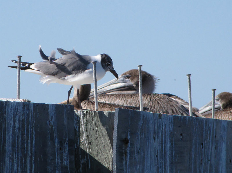 121-72 Franklin's gull and brown pelicans