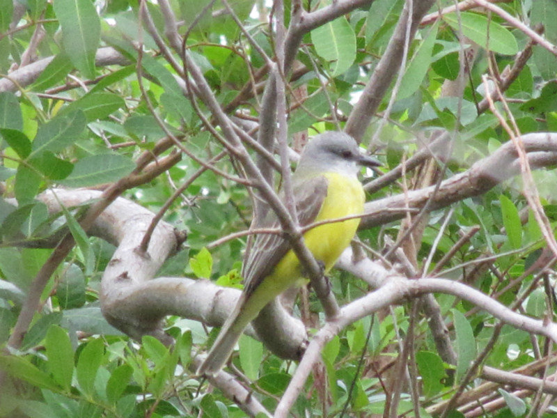 1301-13 Couch's kingbird at Paradise Park and Port Aransas Birding Center